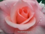 Imrankhan flowers30